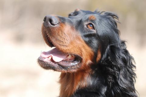 Gordon Setter 