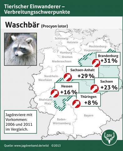 Grafik zur Verbreitung des Waschbären