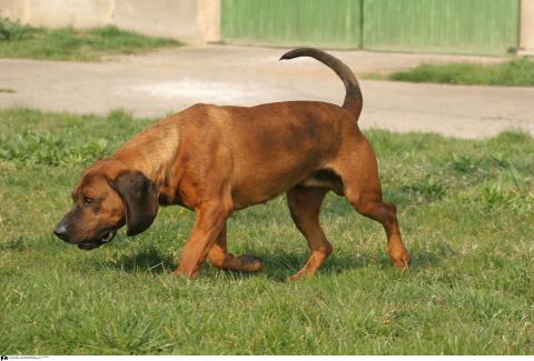 Hannoverscher Schweißhund