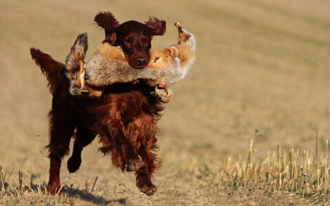 Irish Red Setter