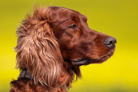 Irish Red Setter