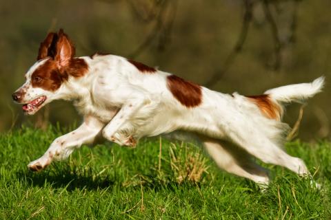 Irish Red and White Setter