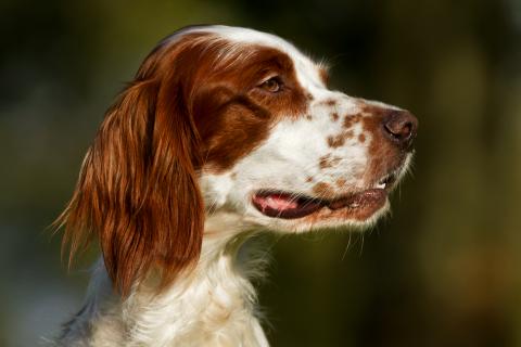 Irish Red and White Setter