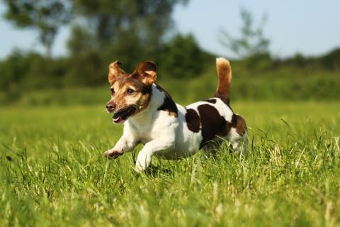 Parson Russel Terrier