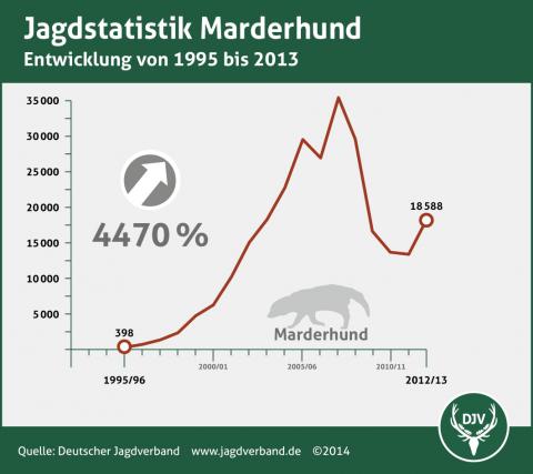 Marderhund: Jagdstatistik 1995-2013