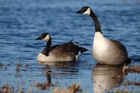 Insgesamt werden 17 Wildtierarten erfasst. Alle Jäger sind dazu aufgerufen mitzumachen.