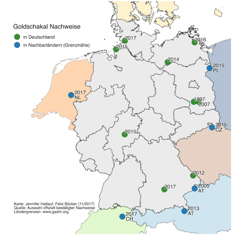 Nachweise von Goldschakalen