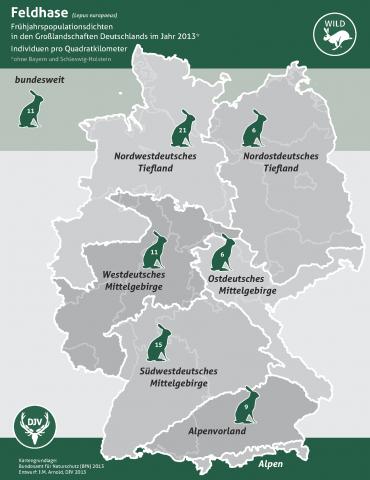 Feldhase (Frühjahrspopulationsdichte in Großlandschaften 2013)