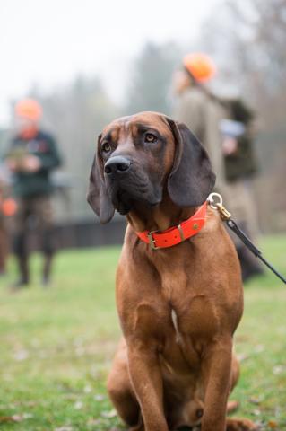 Schweißhunde sind Spezialisten für die Suche von verletztem Wild. Auch nach 48 Stunden riechen sie noch kleinste Blutströpfchen.