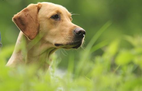 Labrador Retriever 