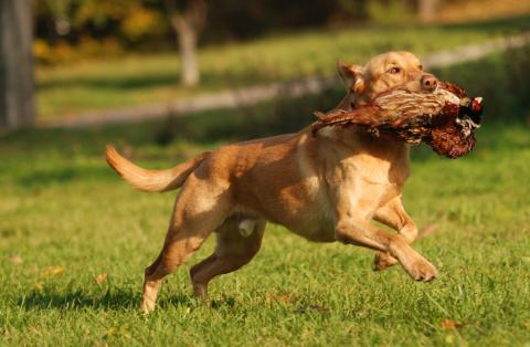 Labrador Retriever 