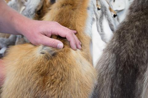 Abgezogene Tierhäute aus heimischer Jagd werden zu hochwertigen Fellen verarbeitet. (Quelle: Menauer/LJV BW)