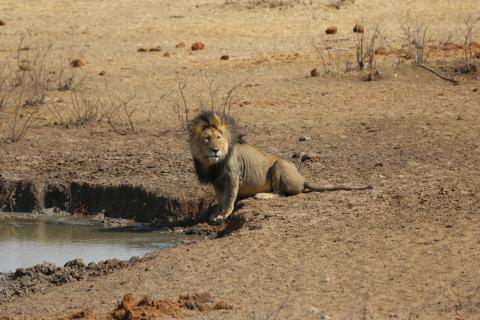 Jagd kann zum Schutz der Löwen beitragen. (Quelle: DJV)