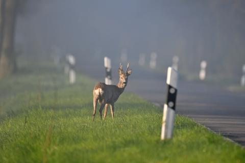 Rehbock am Morgen an der Straße (Quelle: Kauer/DJV)