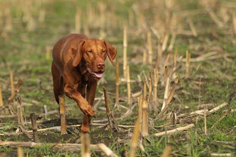 Magyar Vizsla