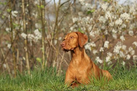 Magyar Vizsla