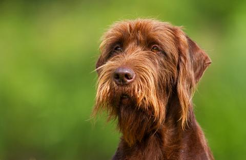 Pudelpointer Vorstehhund_Schlenther