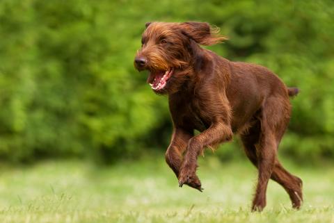 Pudelpointer Vorstehhund_Schlenther