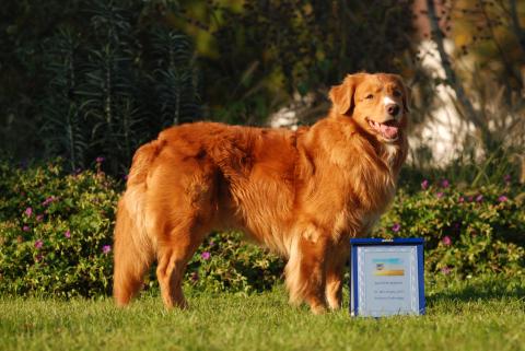 Nova Scotia Duck Tolling Retriever