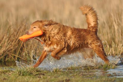 Nova Scotia Duck Tolling Retriever  