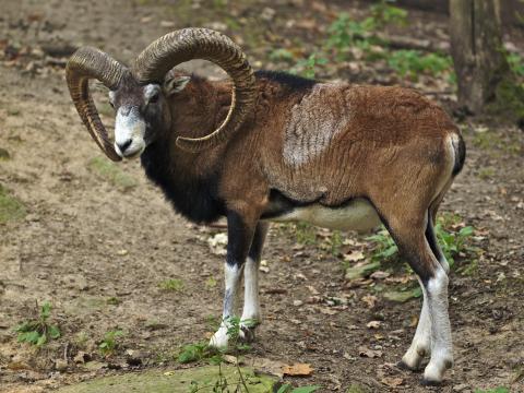 Mufflon (Quelle: Hempel/DJV)