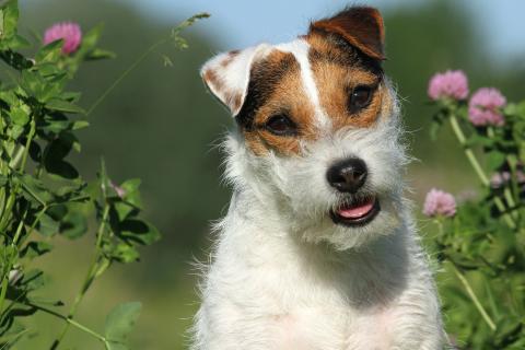 Parson Russel Terrier