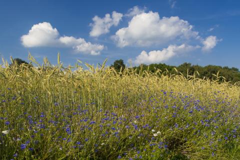 Kornblumen im Roggenfeld