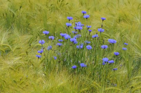 Kornblumen für Unterrichtswoche mit dem Jäger