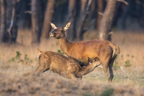 Säugendes Alttier mit Kalb 