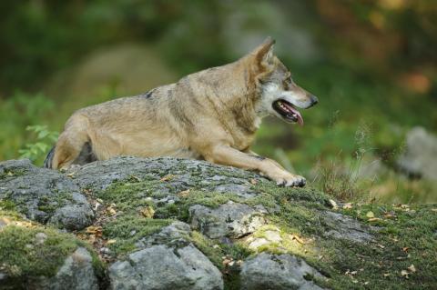 Liegender Wolf auf Felsen
