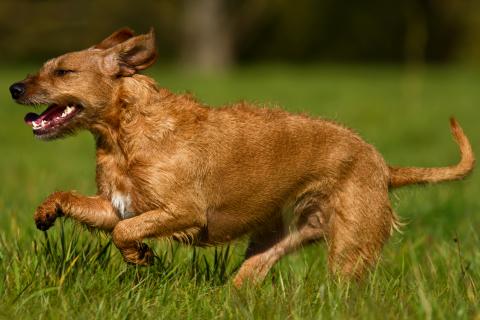 Jagdhundewesen Deutscher Jagdverband
