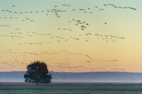 Die Kraniche beginnen ihren Flug nach Süden 