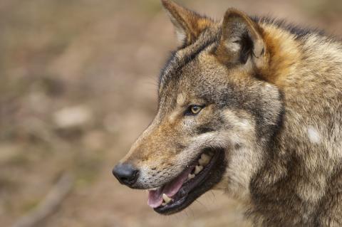 In einer Bundesratsinitiative fordern drei Bundesländer ein nationales Konzept zum Umgang mit dem Wolf (Quelle: Rolfes/DJV)