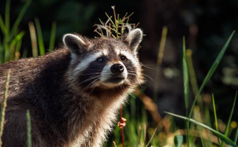 Waschbär am Gewässer (Quelle: Seifert/DJV)