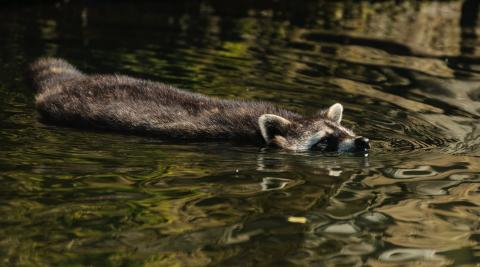 Durch den Vergleich können Prädatoren wie der Waschbär weiterhin bejagt werden. (Quelle: Seifert/DJV)