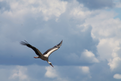 Weissstorch im Flug