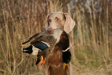 Weimaraner