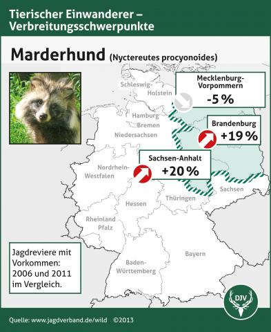 WILD-Monitoring: Marderhund-Verbreitungsschwerpunkte Vergleich 2006/11