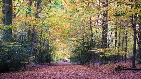 Weg durch einen Herbstwald