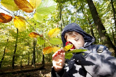 Kind mit Lupe betrachtet Blätter