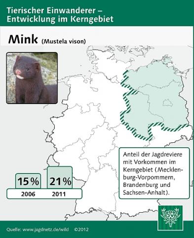 Mink: Entwicklung im Kerngebiet 2006-2011