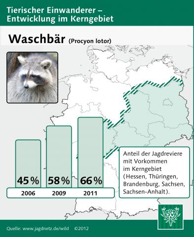 Waschbär: Entwicklung im Kerngebiet 2006-2011