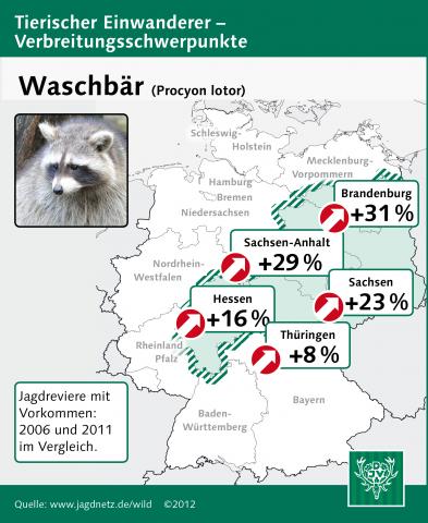 Waschbär: Verbreitung 2006-2011