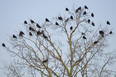 Rabenvögel in der Krone eines Baumes