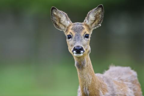 Rehe sind Feinschmecker, da auf dem Speiseplan frische Knospen und junge Triebe von Bäumen oder Sträuchern, zudem Kräuter und Gräser, Obst, Eicheln oder Bucheckern stehen. (Quelle: Rolfes/DJV)