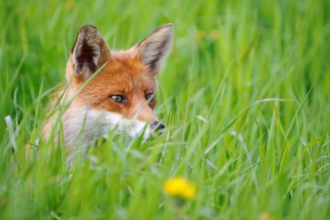 Die Jagd auf Raubsäuger wie Fuchs, Marder oder Waschbär ist in Deutschland ein probates Mittel, um bedrohten Arten zu helfen. (Quelle: Rolfes/DJV)