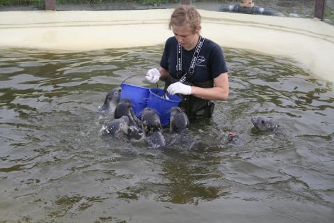 Fütterung von Seehunden in Auffangstation