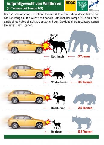 Aufprallgewicht beim Wildunfall