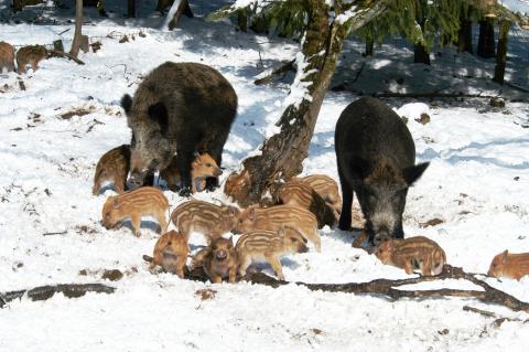 Frischlinge im Schnee (Quelle: Niesters/DJV)