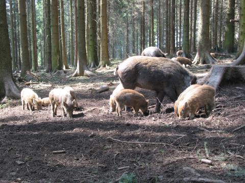 Wildschweinrotte im Wald